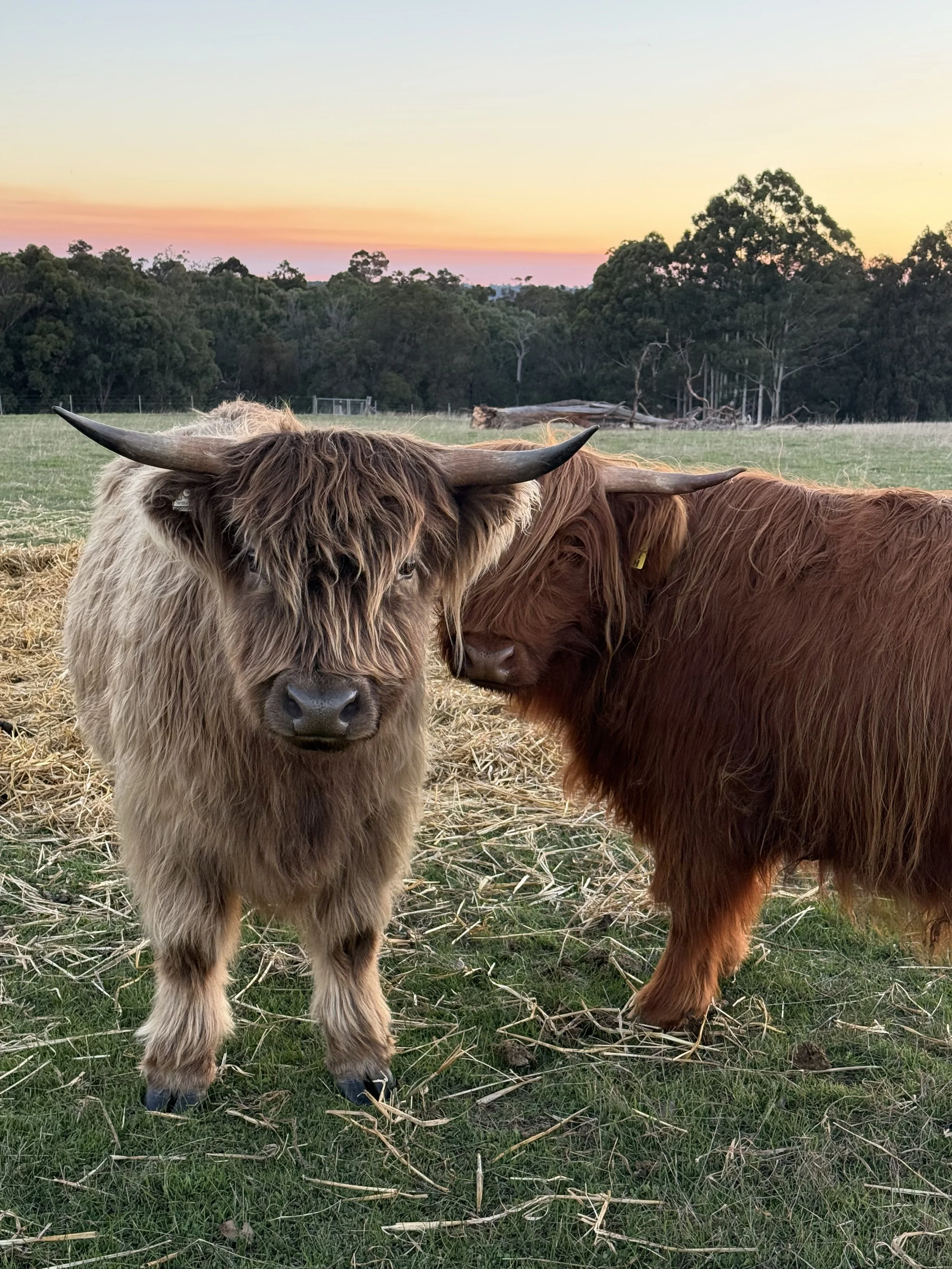A dun and a red heifer out on the green grass at sunset