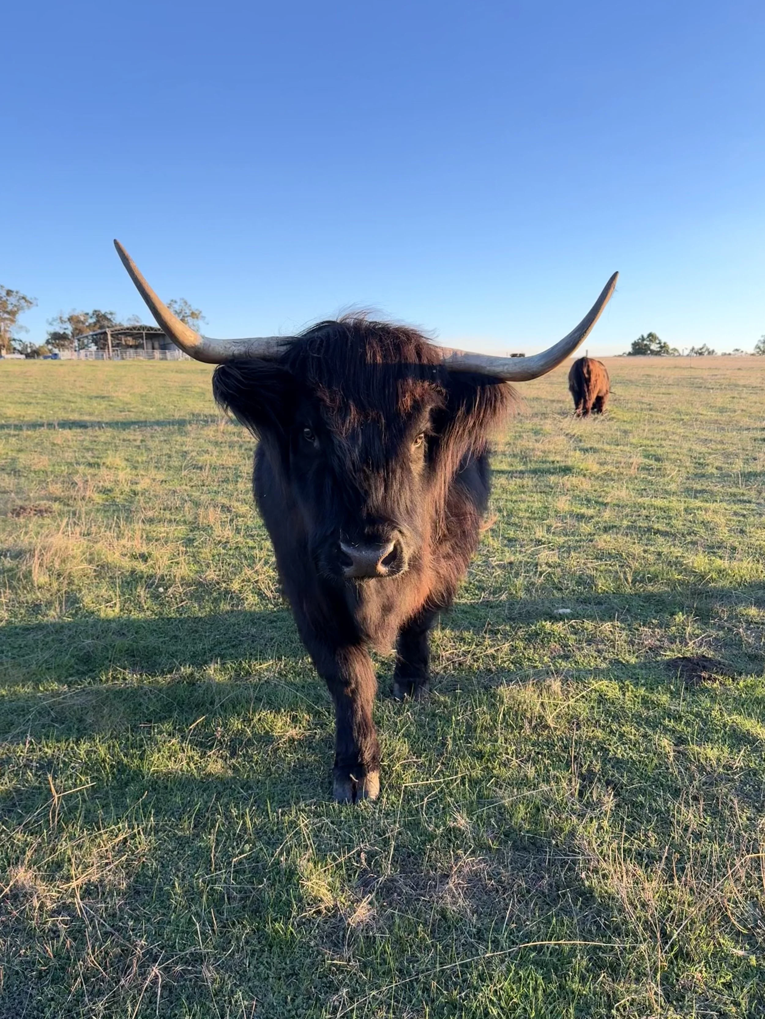 Big and beautiful black highland cow coming down the hill for a scratch