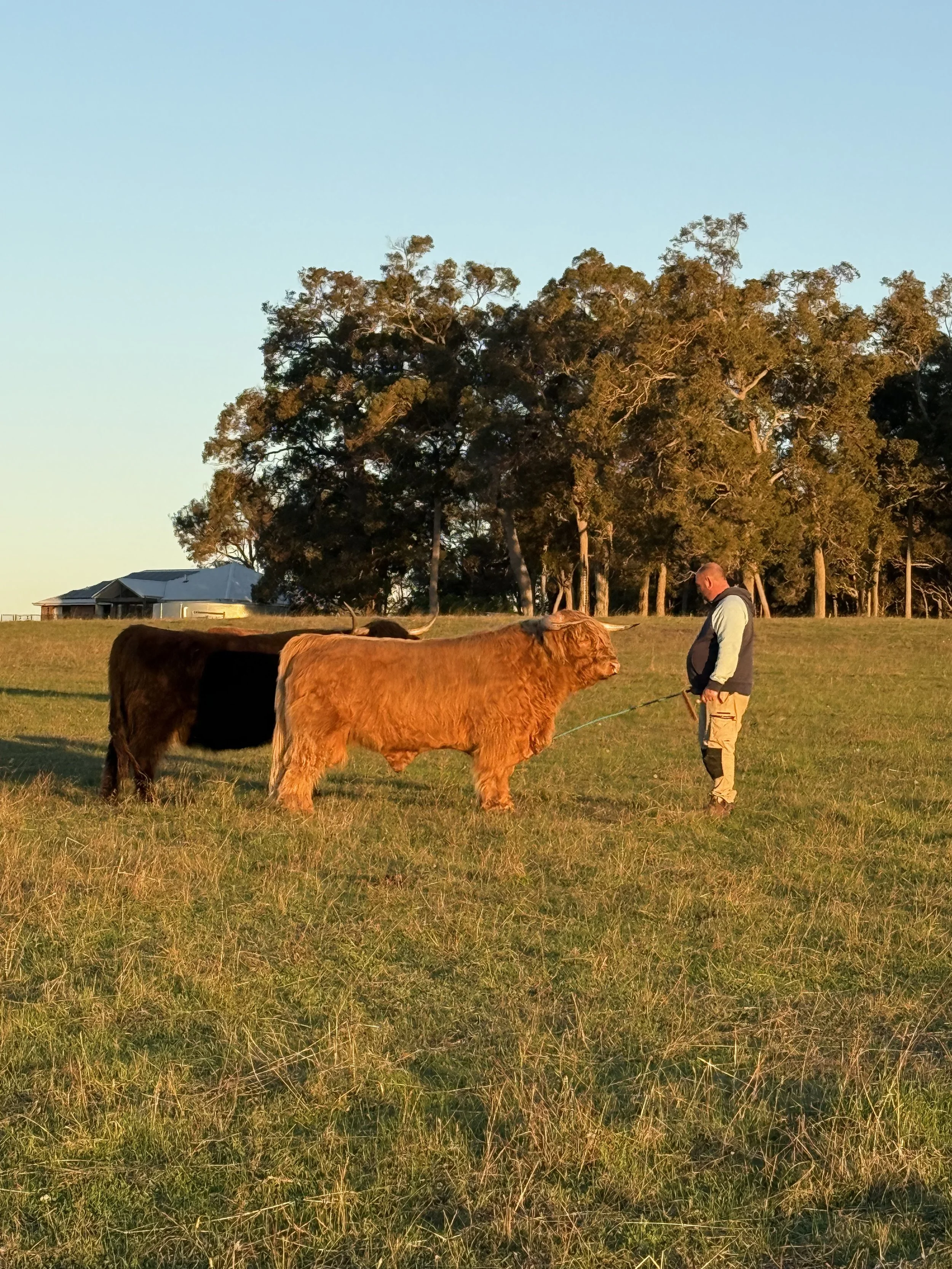 3 year old bull natural in the paddock 