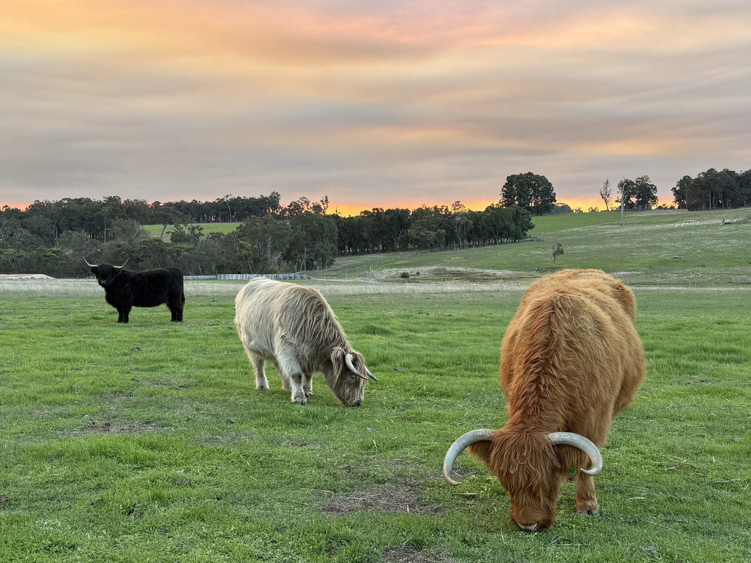 3 senior highland cows - Black, dun and red in the paddock eating grass at sunset 