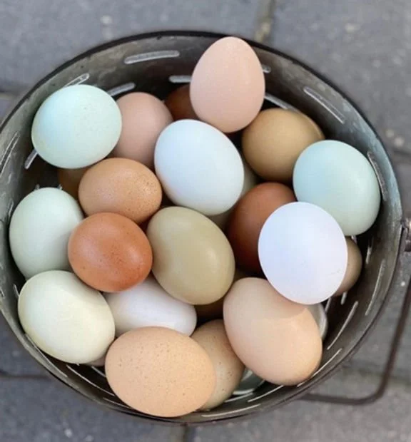 Pastel Mix Fertilised Eggs