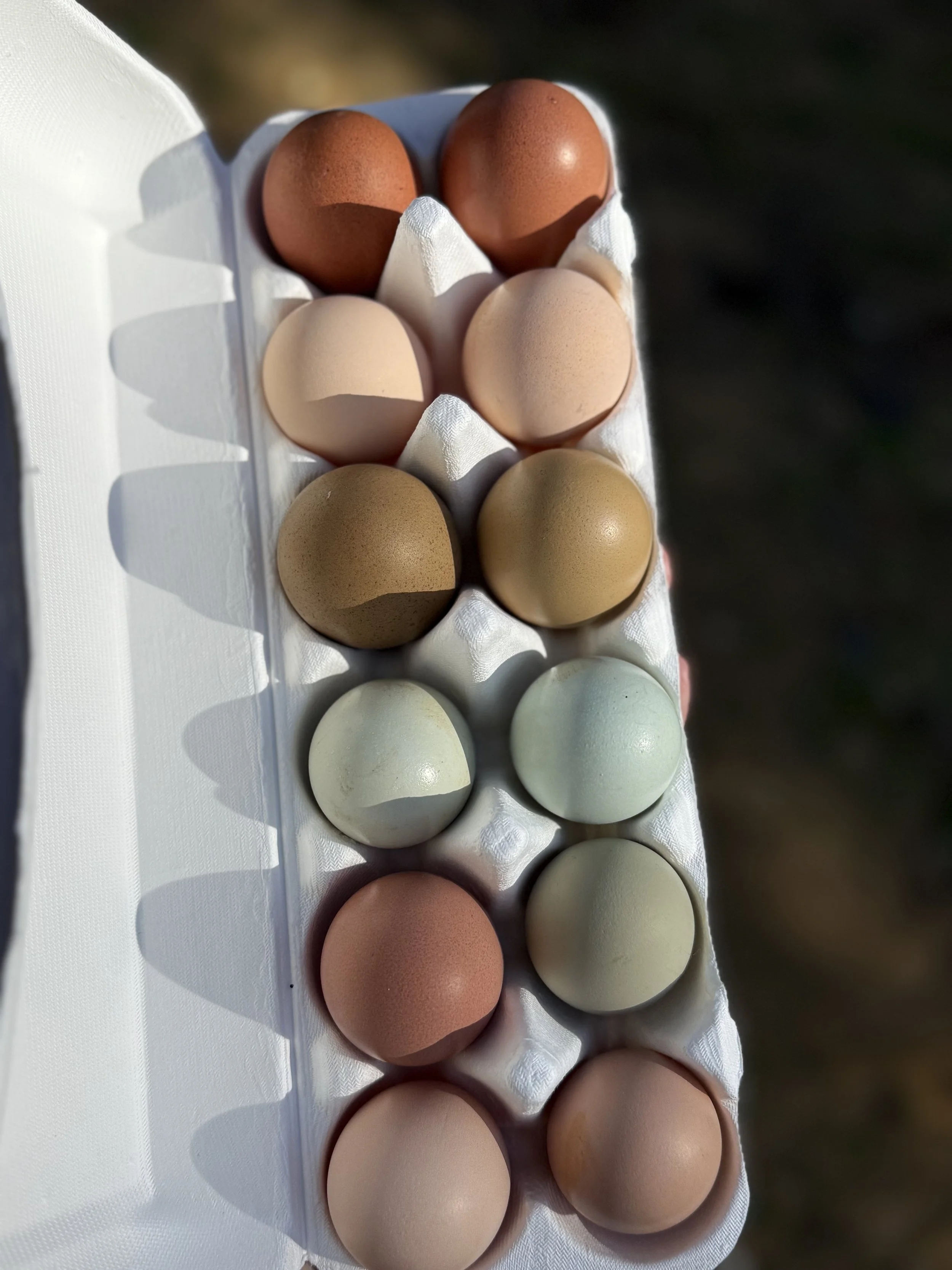 Rainbow Fertilised Eggs