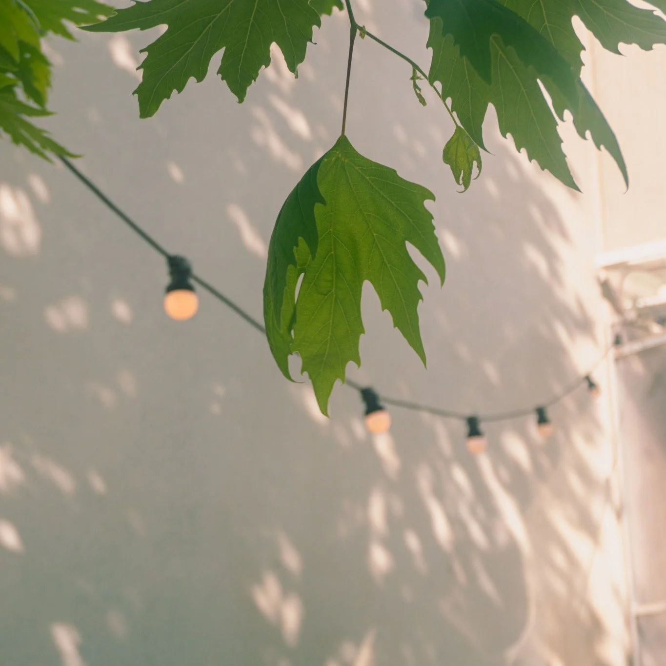 Finding natural light ...