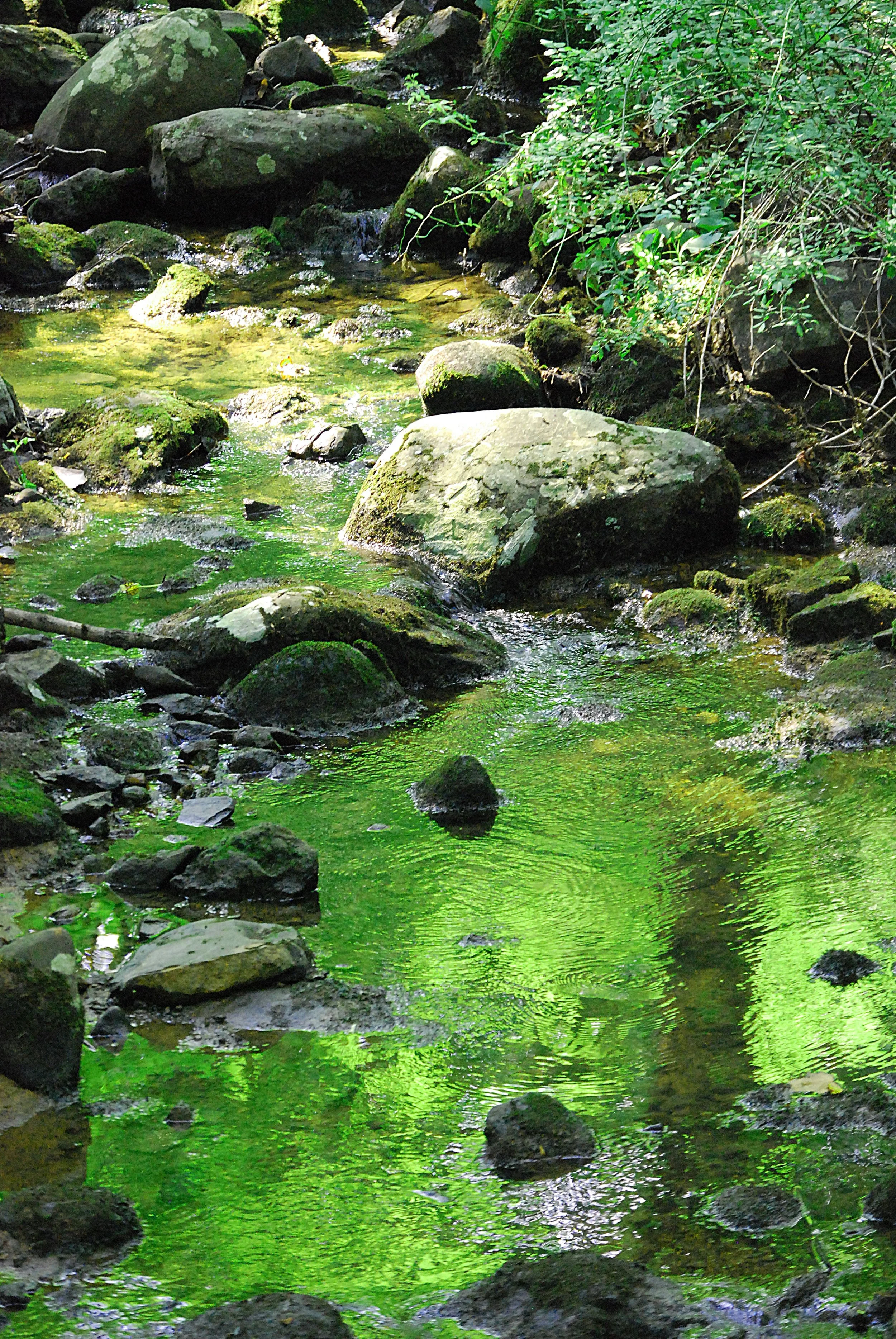 emerald forest original.jpg