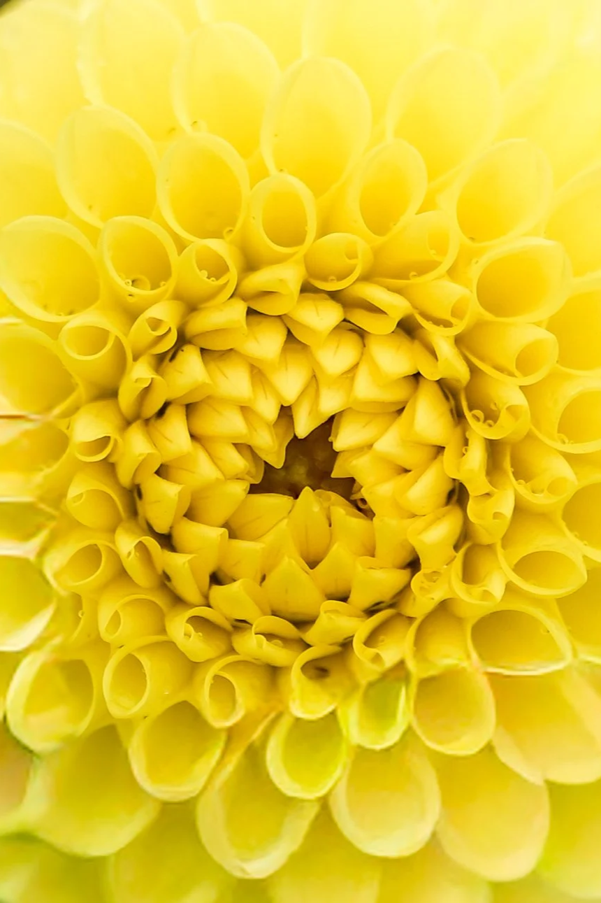 Golden Dahlia  5 x 7 Print