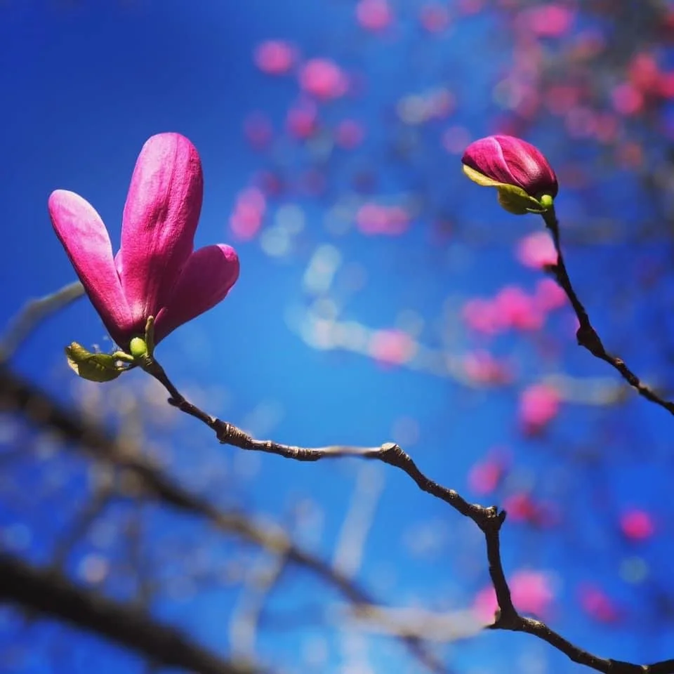 Vibrant Blossom 5x7 Print