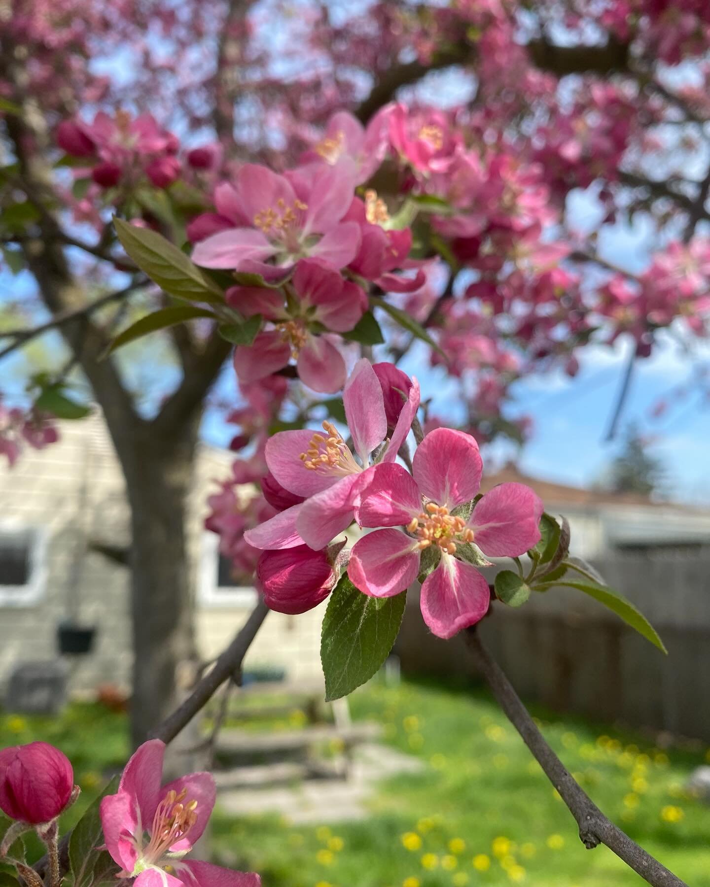 Blessed Beltane from me and the flowering dogwood 🌸✨

#Beltane #MidheavenAstrology