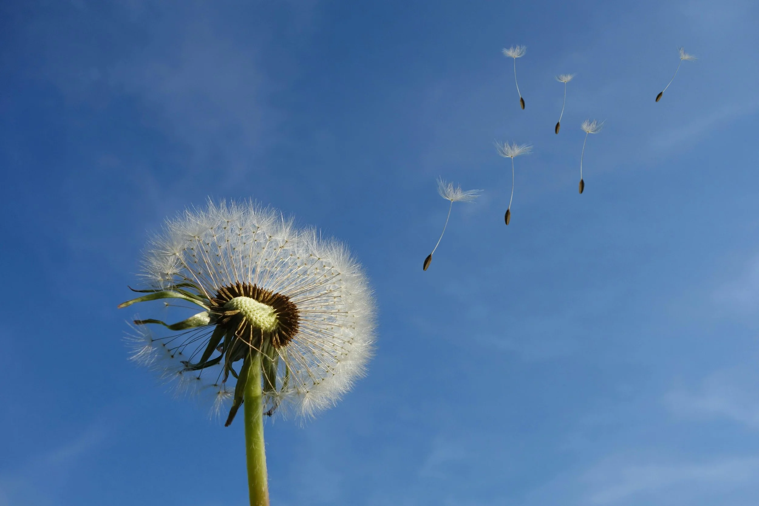 Dandelion against bright blue sky