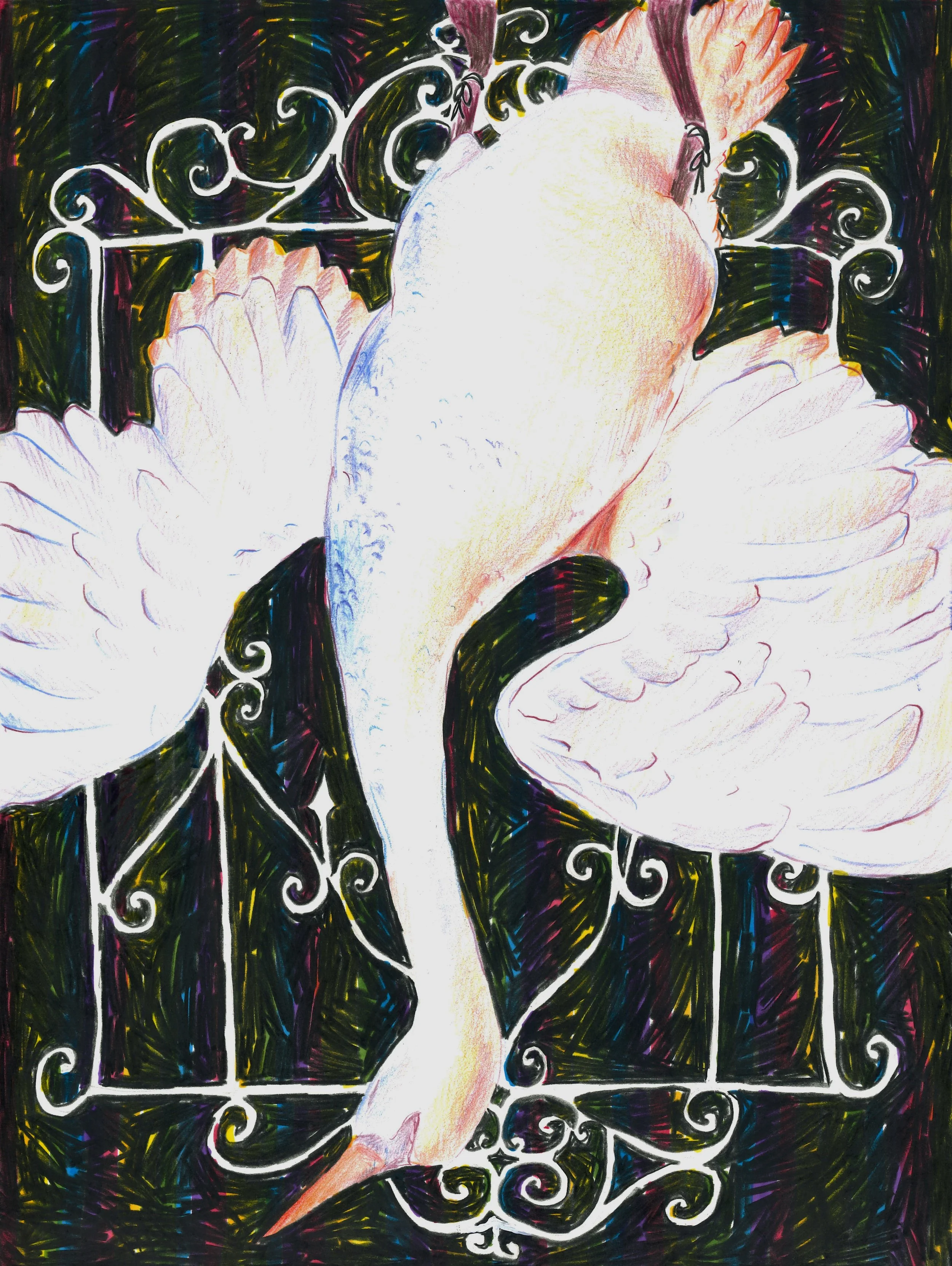 “swan” 8 x 12 colored pencil, marker and ink on bristol 