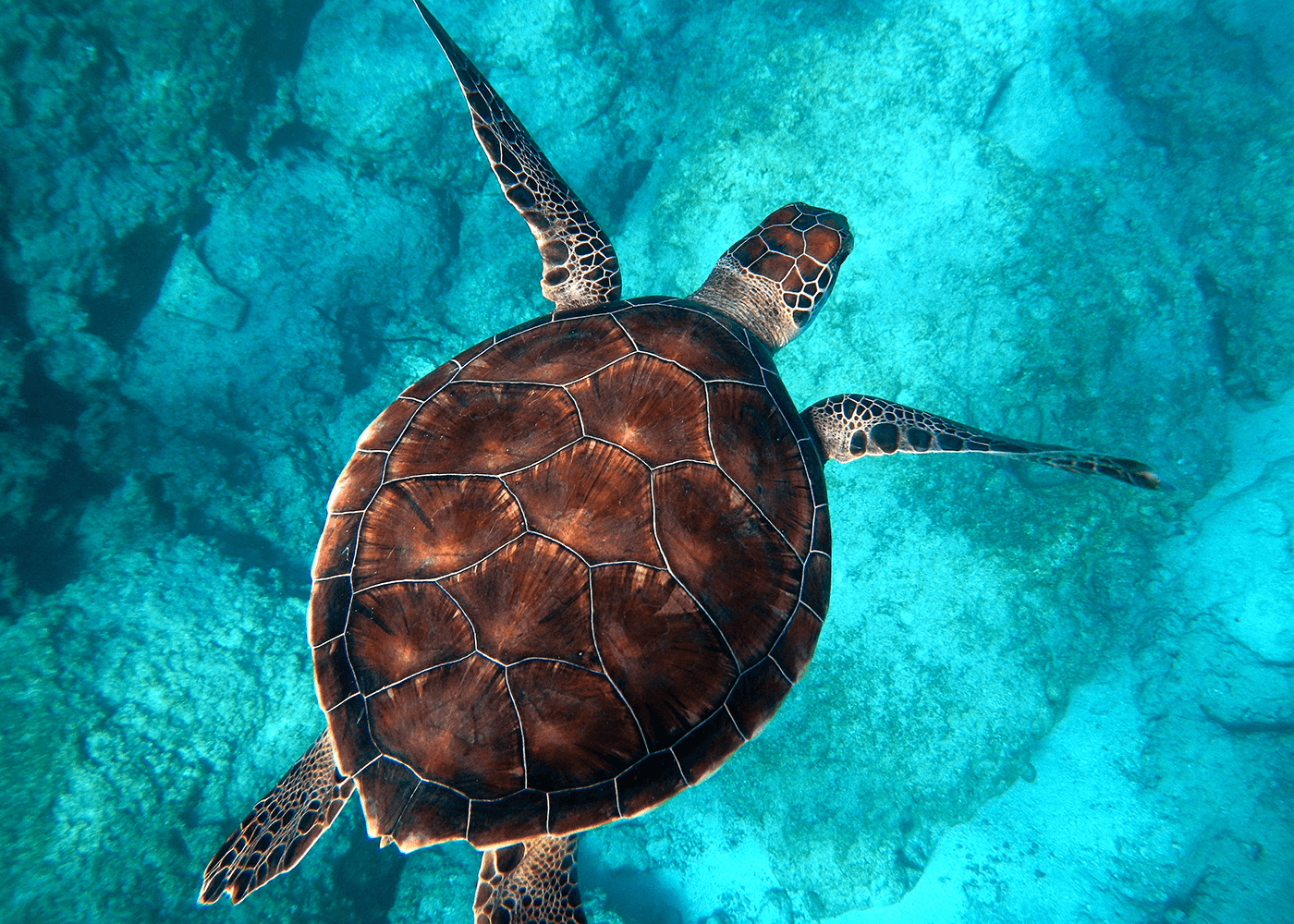 Sea turtle swimming in the clear tropical waters of Fiji