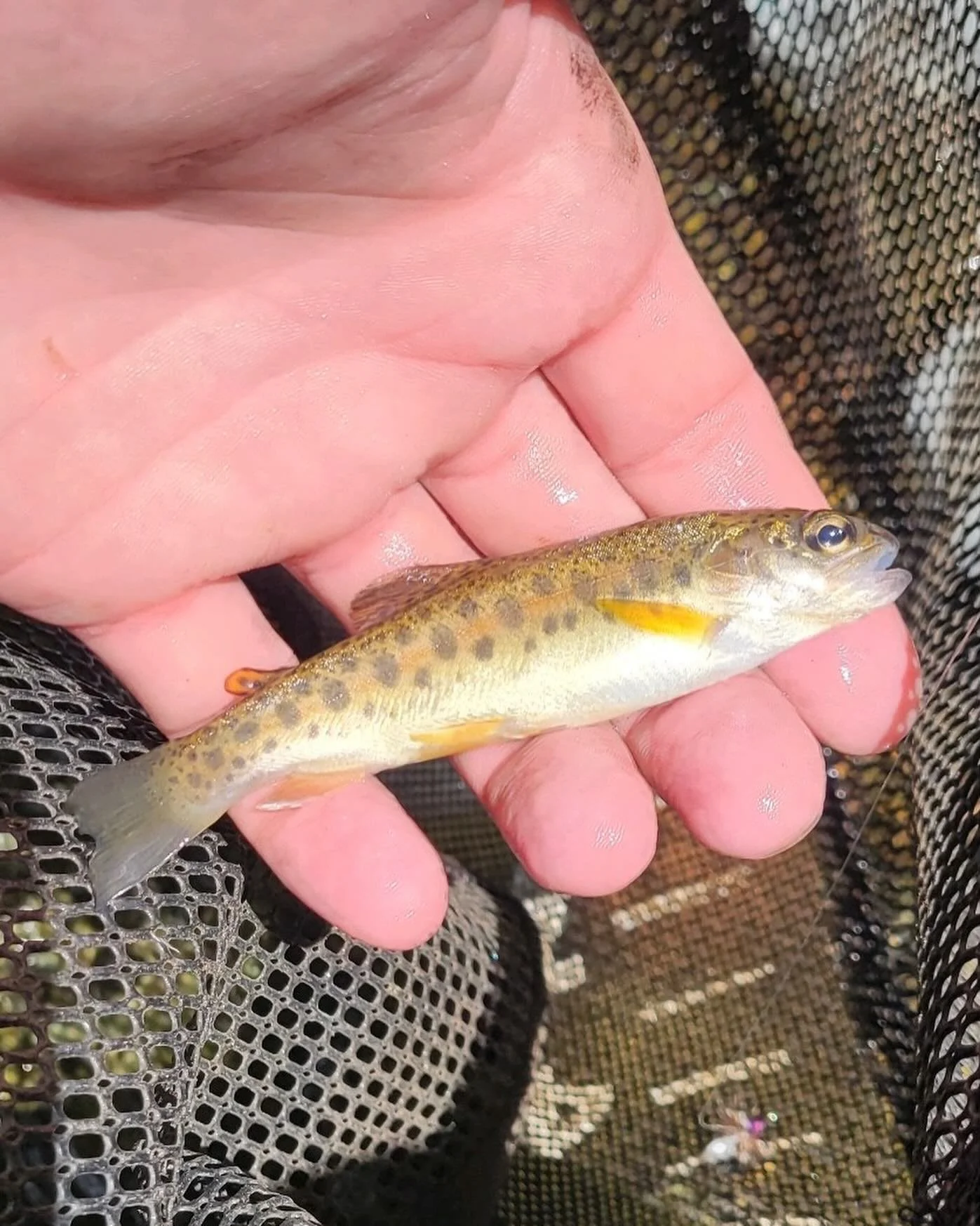 The Gila trout, one of two species native to Arizona. It’s mind blowing to me we have two native trout that have evolved and thrived in our arid state. I was truly fortunate to have interacted with these wild magnificent fish recently.
If you