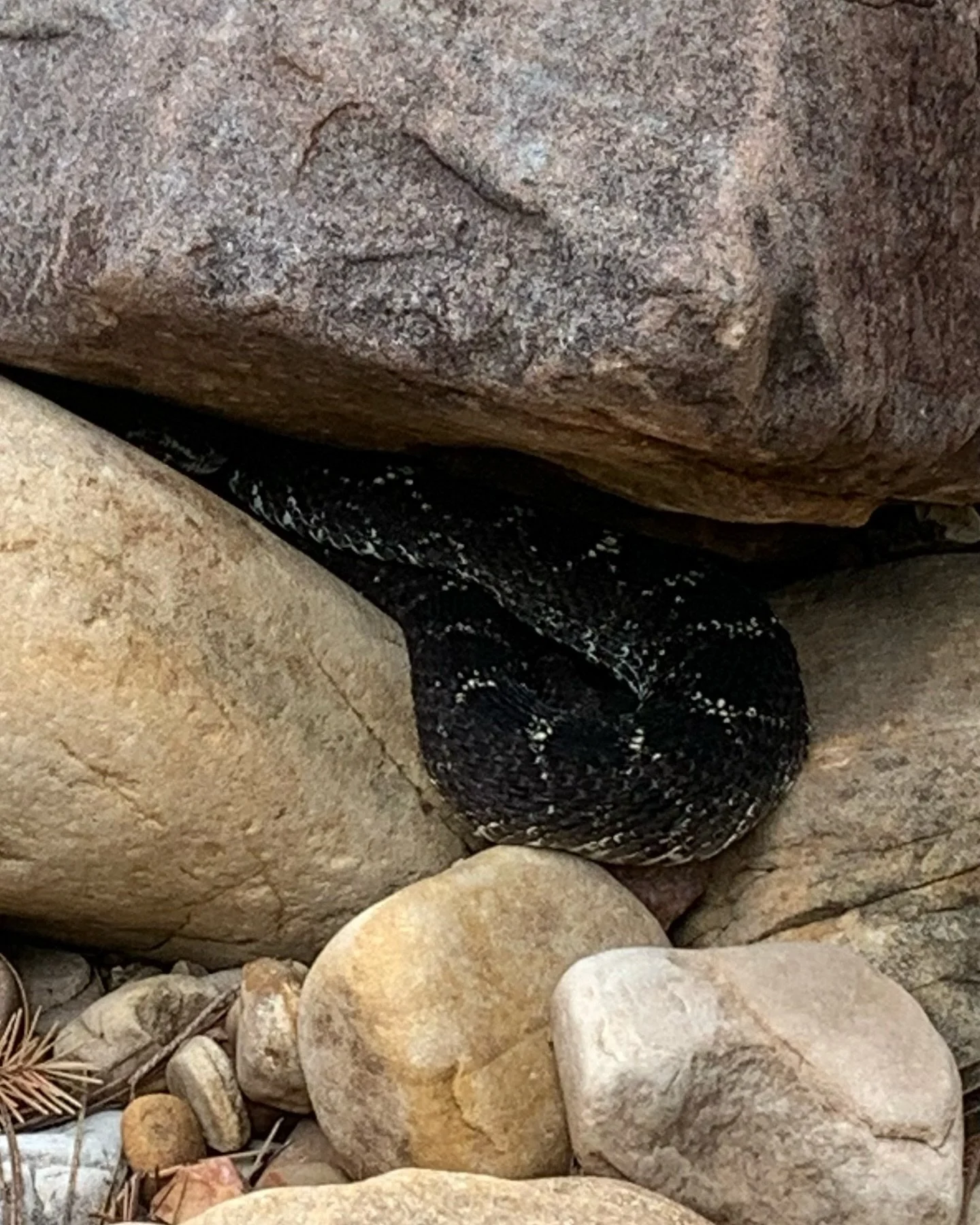 New blog published! The 3 Animals I (Kinda) Worry About When Backpacking in Arizona
Link in bio or copy/paste URL (https://www.backpackarizona.org/blog/the-3-animals-i-kinda-worry-about-when-backpacking-in-arizona)