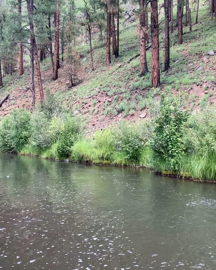 Sometimes you just get lucky and see wildlife. Initially my adrenaline shot up because this momma bear had two cubs with her (both hiding in the brush). But once my heart rate settled, I enjoyed watching these bears for about 5 minutes before they ca