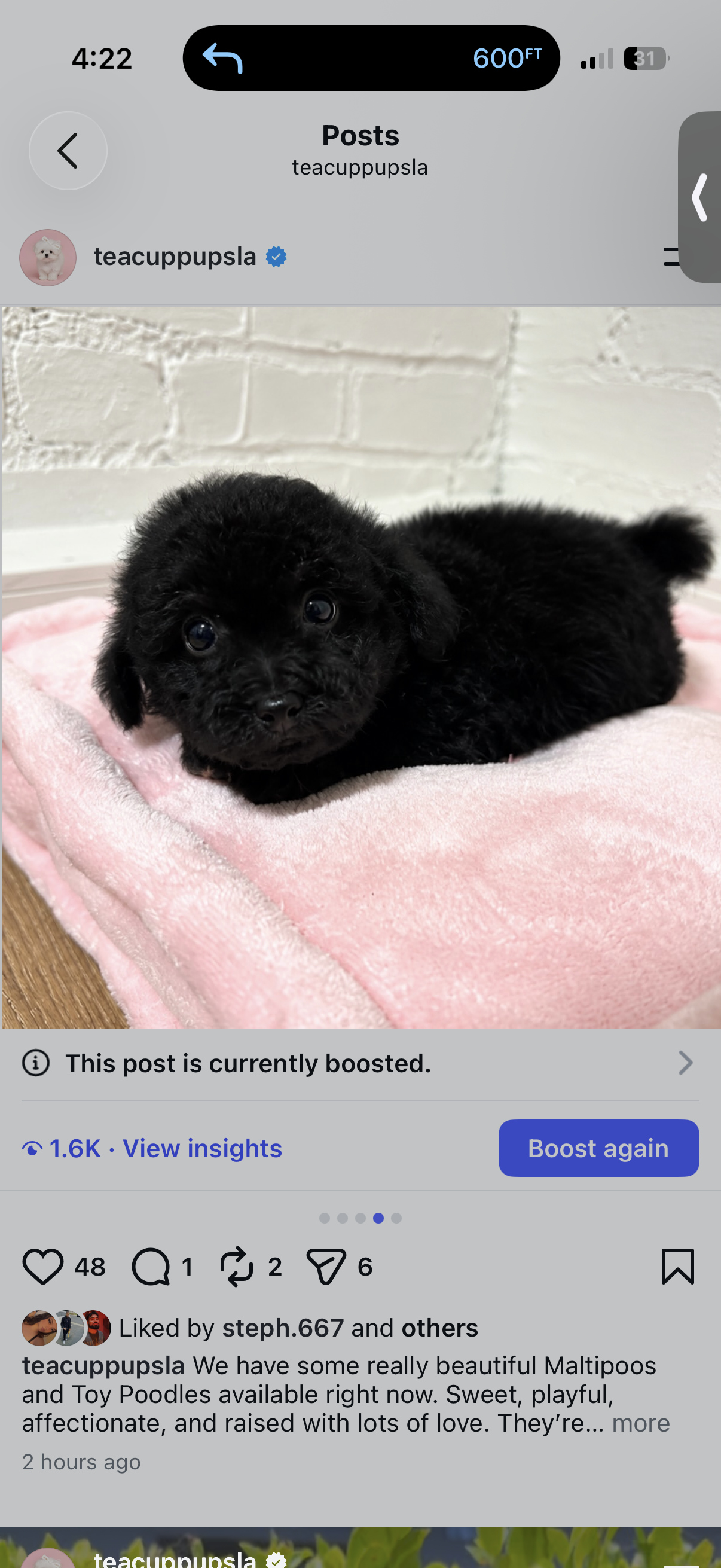 Red poodles ready in 2 weeks