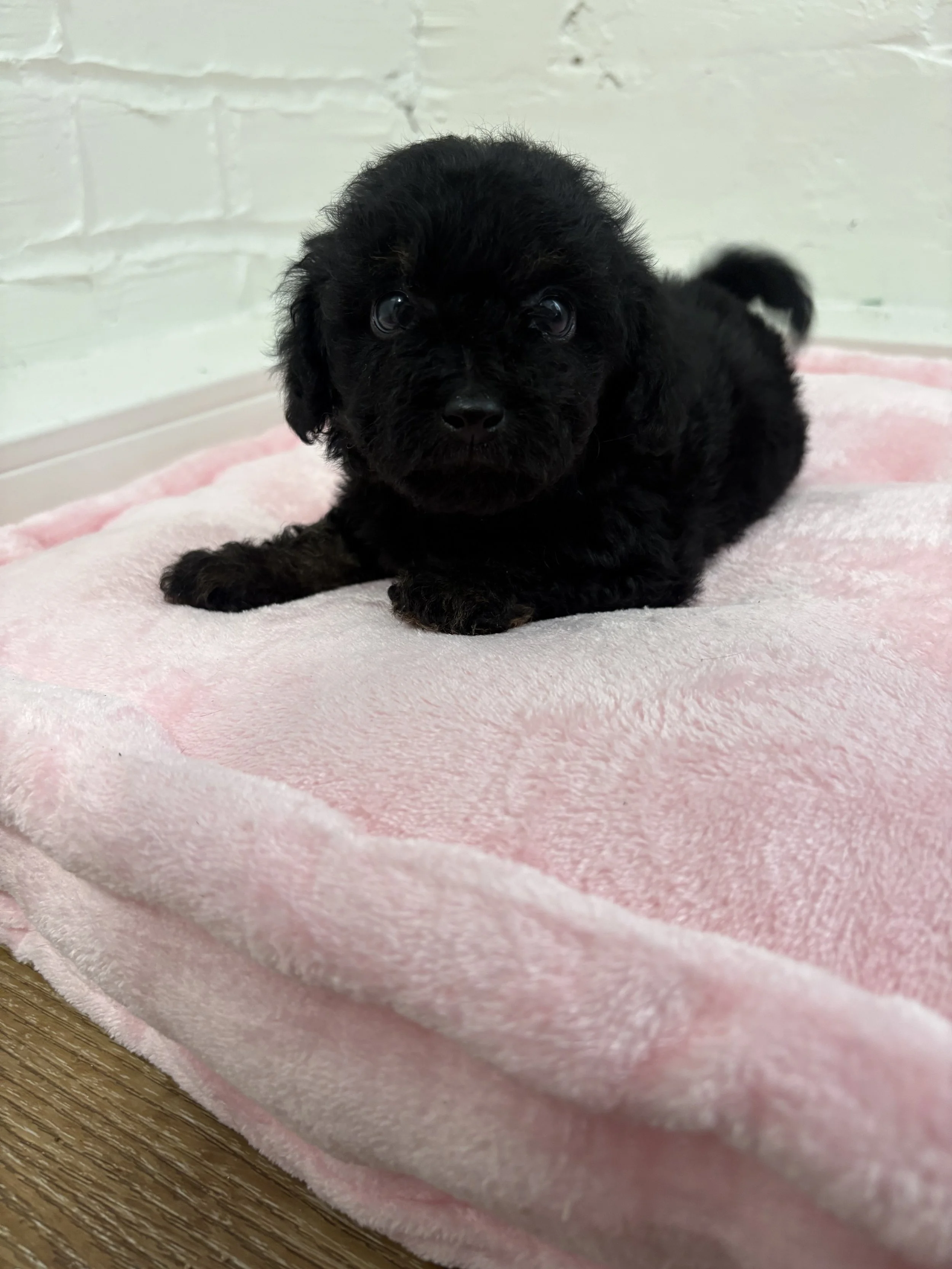 Red poodles ready in 2 weeks 