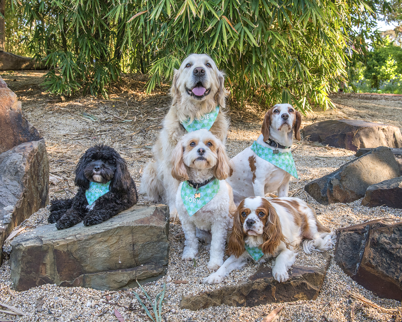 12 Points Psychology Therapy Animals