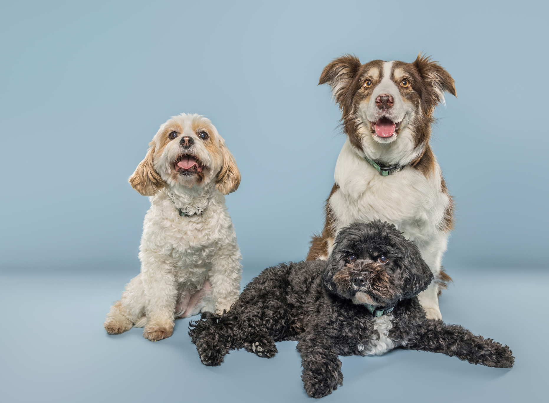 12 Points Psychology Therapy Animals