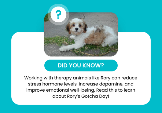 Paws and Reflect | A Therapy Dog’s Gotcha Day