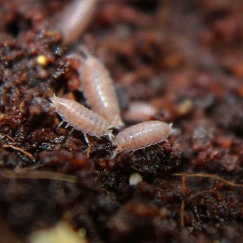 Dwarf Purple (Trichoniscus sp.) Isopods