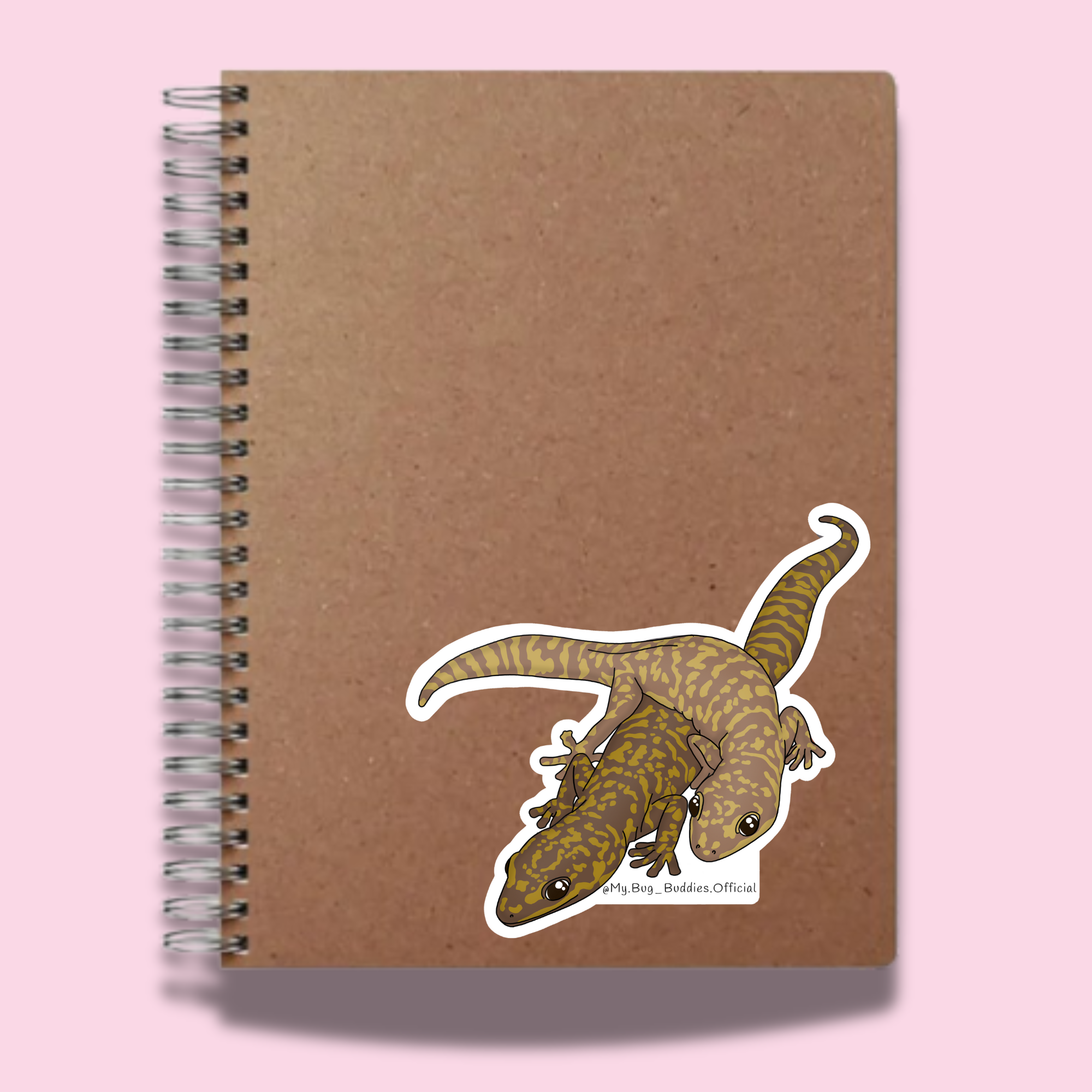 S-047 Oedura Fimbria Geckos NC.png