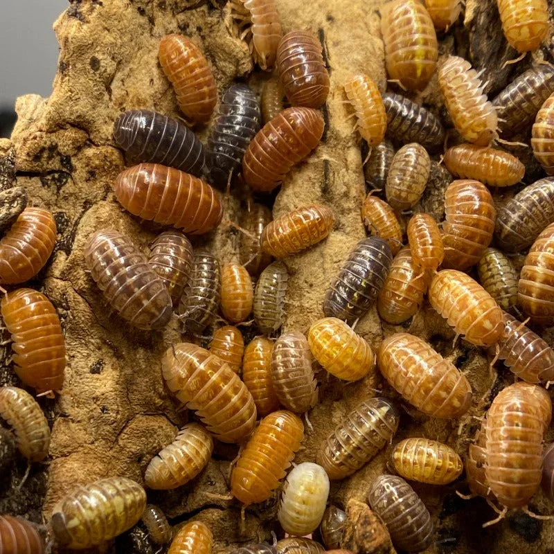 Gem Mix (Armadillidium vulgare) Isopods