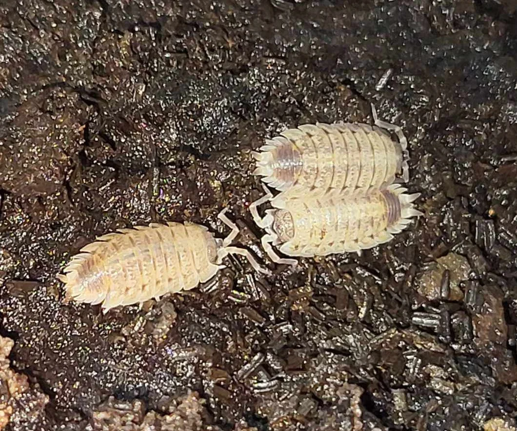 Porcellio lamellatus Isopods