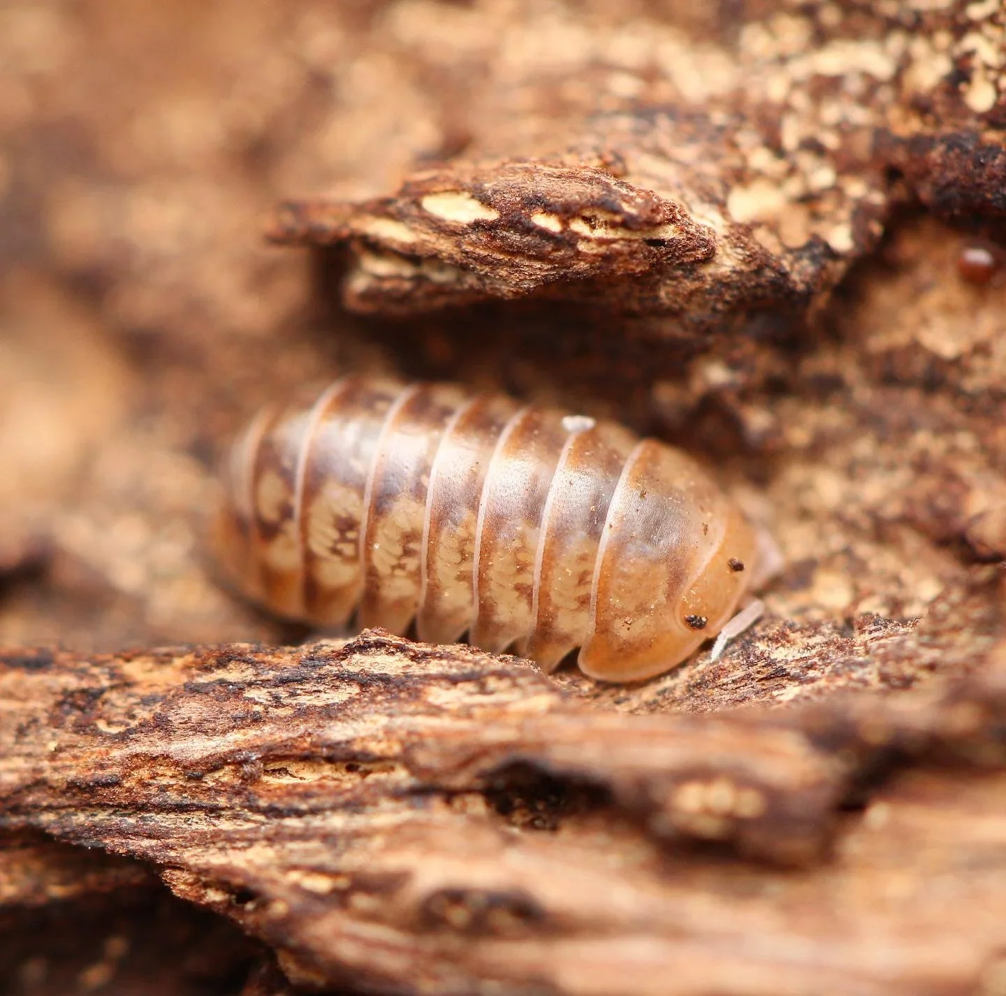Wild Type (Venezillo parvus) Isopods