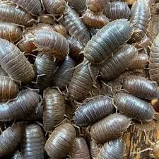 Wild Type (Porcellio laevis) Isopods
