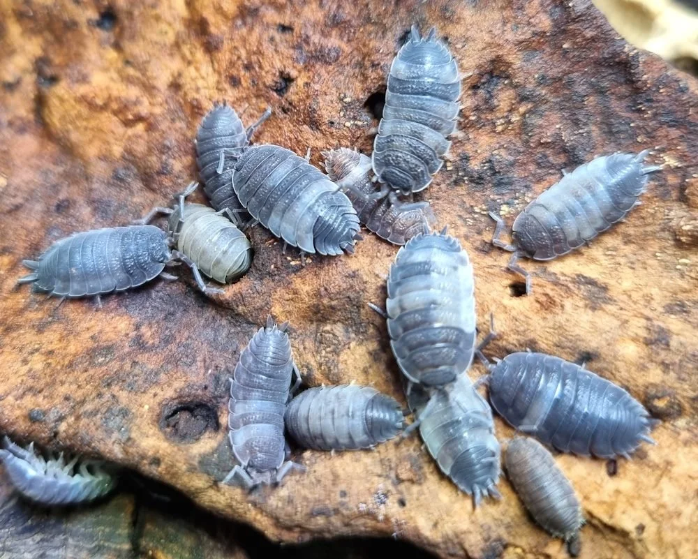 Piebald (Porcellio scaber) Isopods