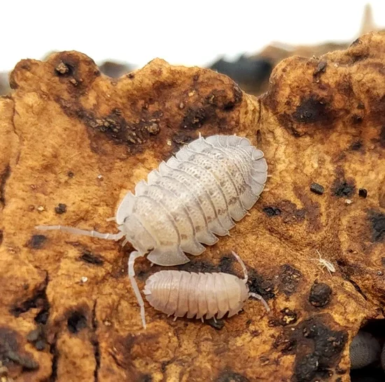 Sandstone (Armadilidim scaberrimum) Isopods