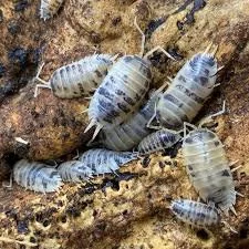 Dairy Cow (Porcellio laevis) Isopods