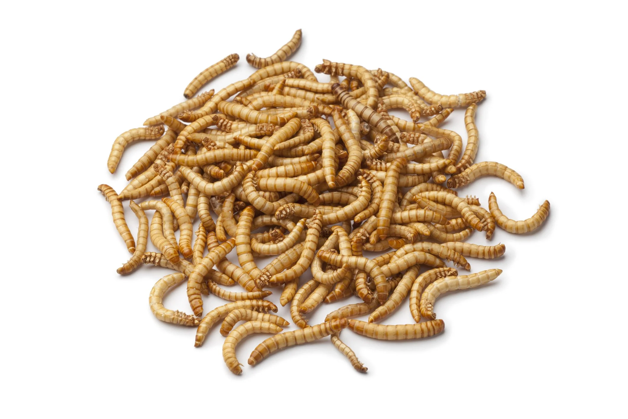 meal worms.jpg