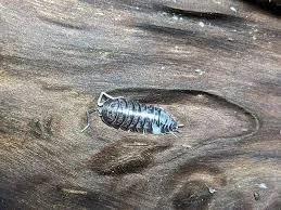 Ukraine Pied  (Cylisticus convexus) Isopods