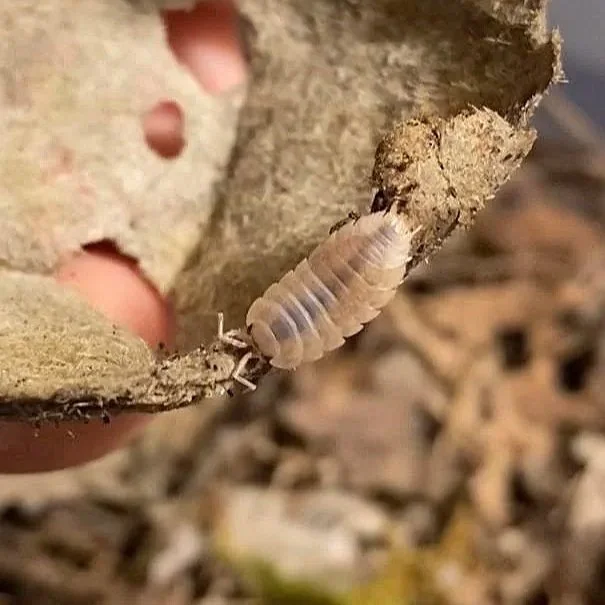 California Mix (Porcellio laevis) Isopods