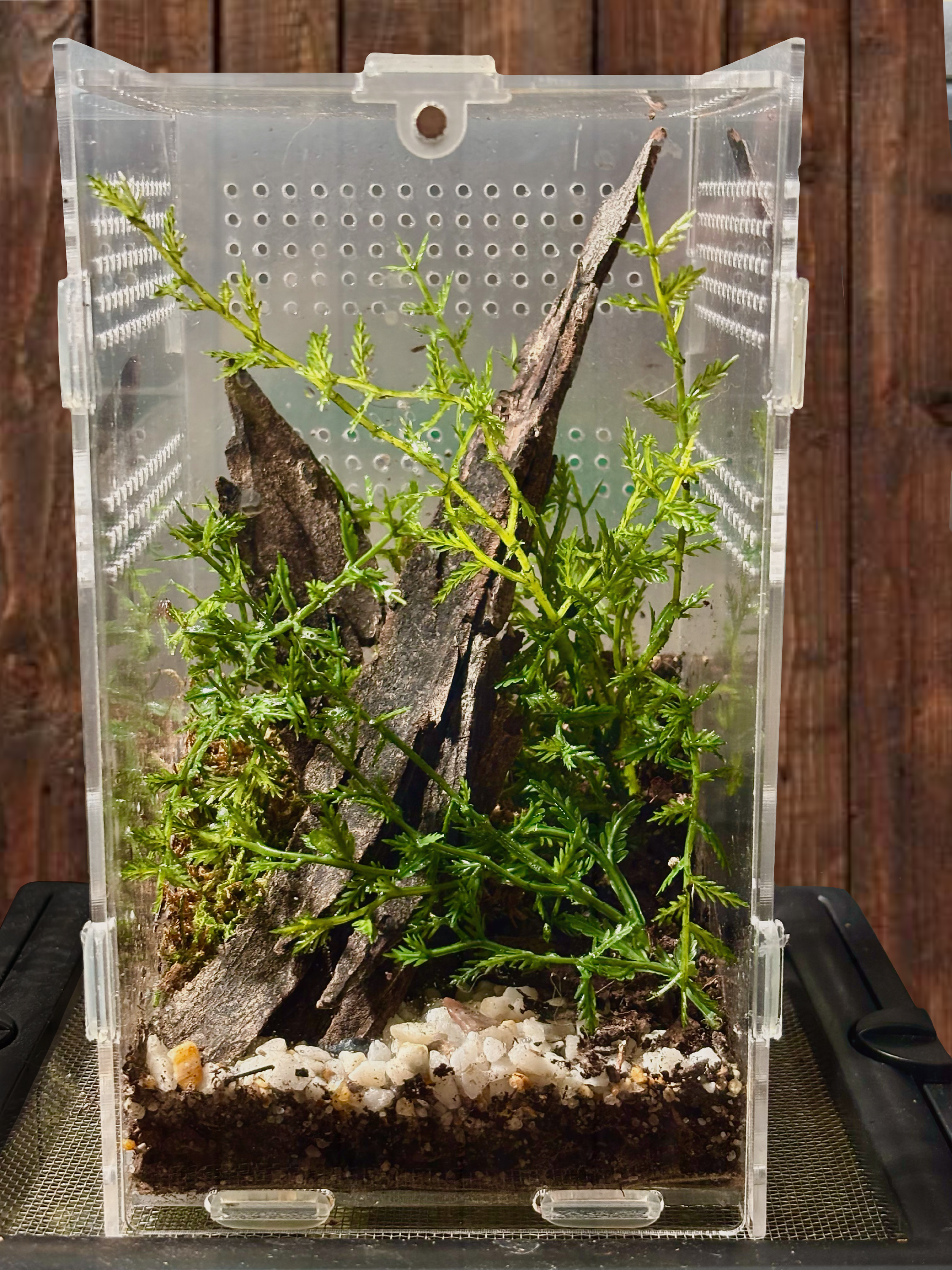 Small Plastic Terrarium