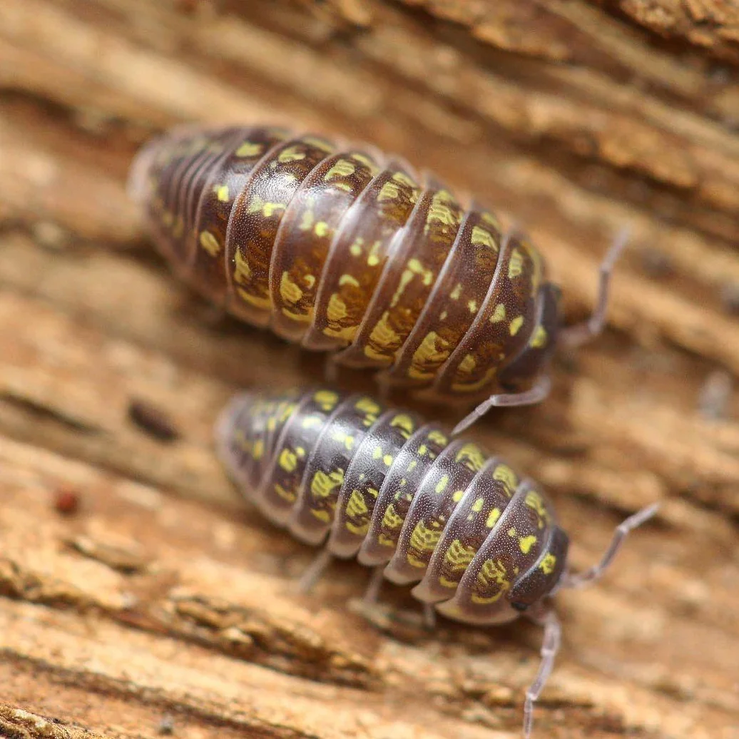 Ukraine (Armadillidium versicolor) Isopods