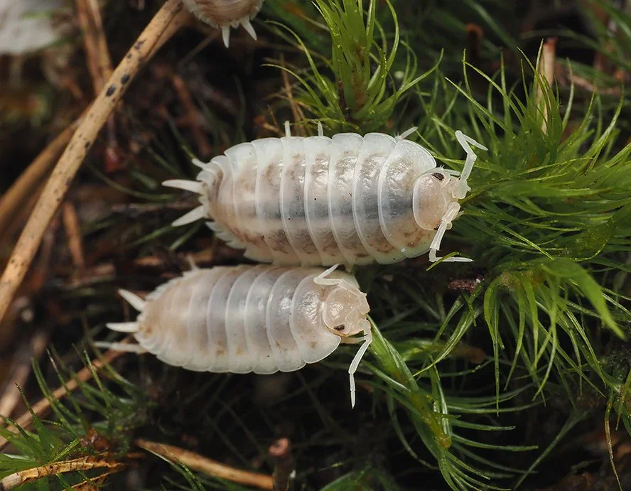 How Now (Porcellio laevis) Isopods