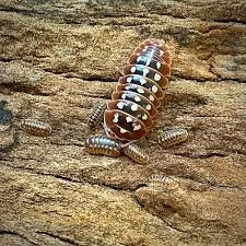 Dubrovnik (Armadillidium Klugil) Isopods