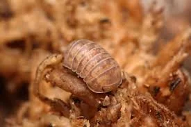 Canary Dwarf (Venezillo Canariensis) Isopods