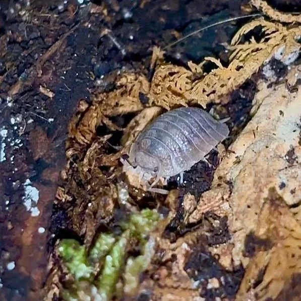 Giant Canyon (Porcellio dilatatus) Isopods
