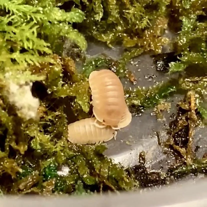 Papaya (Cubaris murina) Isopods