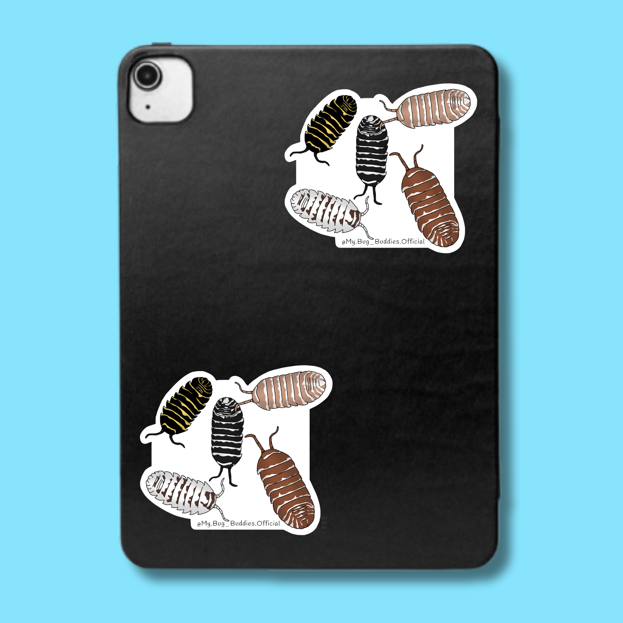 S-074 Maculatum Morphs LC.png