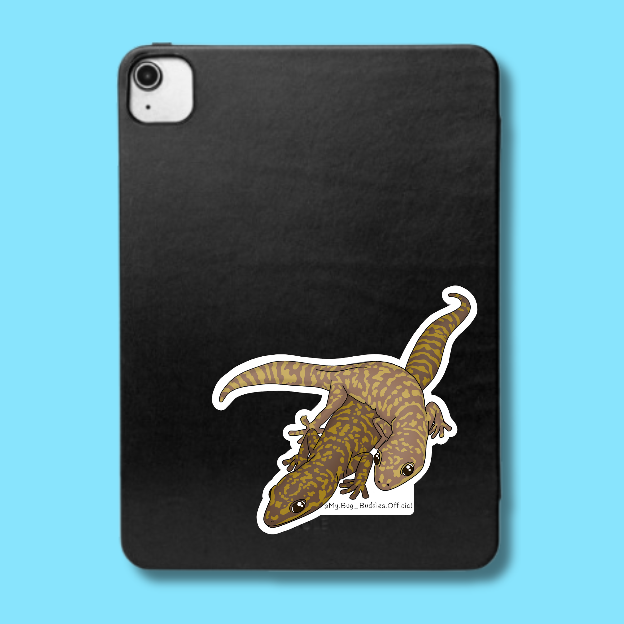 S-047 Oedura Fimbria Geckos LC.png