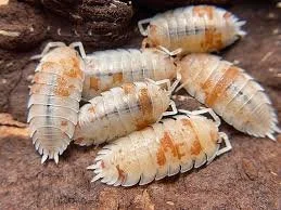 Orange Dalmatian (Porcellio scaber) Isopods