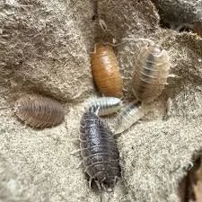 Laevis Mix (Porcellio laevis) Isopods