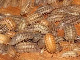 Nasatum Mix (Armadillidium nasatum) Isopods
