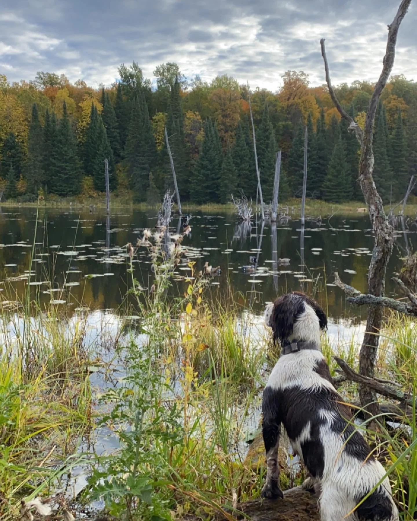 Bella on Overwatch.jpg