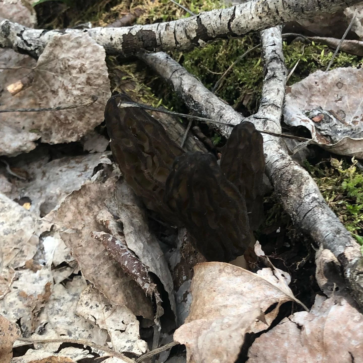Morels - 1.jpg