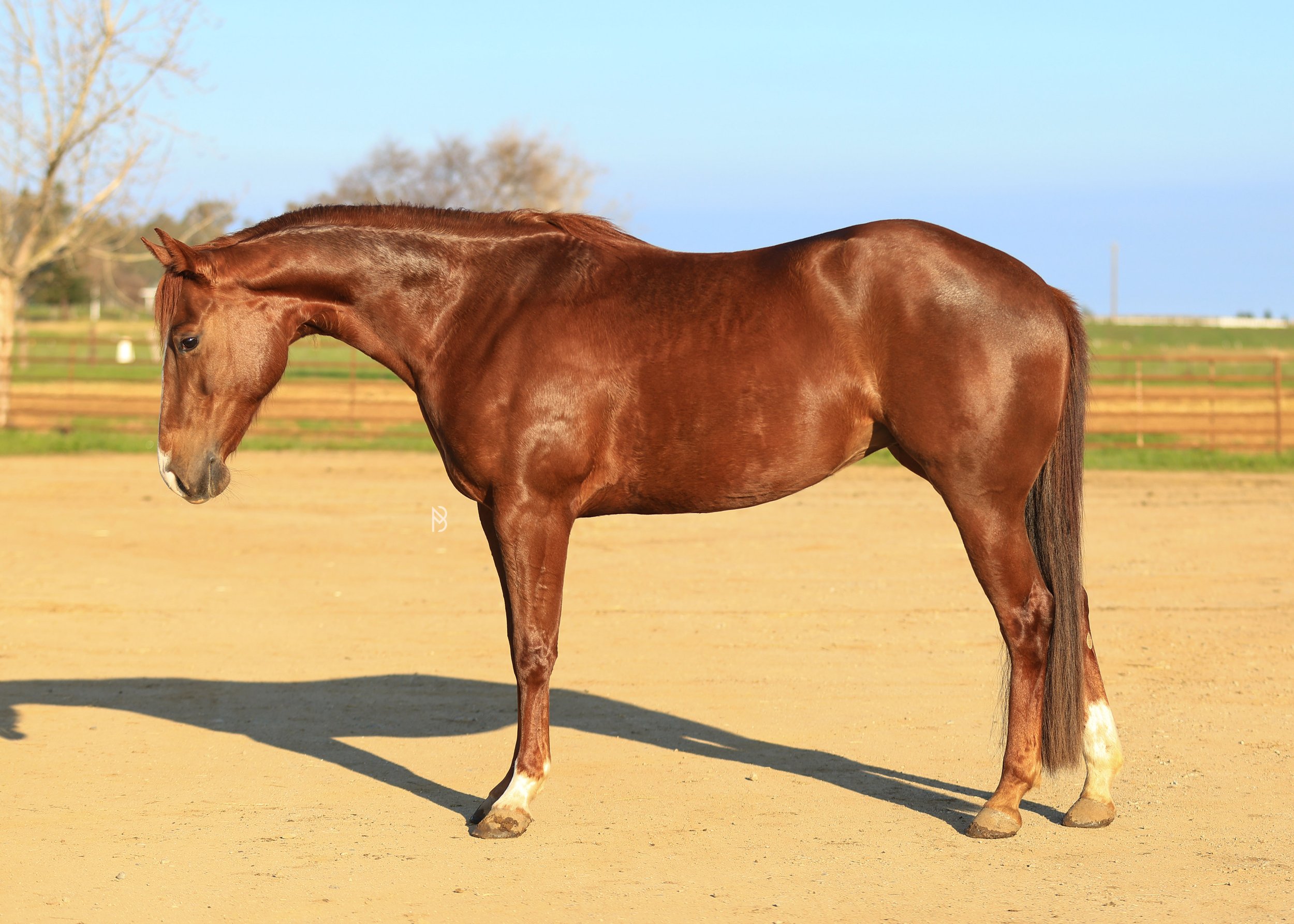 A sorrel mare with two white socks standing on a sandy ground with a wooden fence and trees in the background under a clear blue sky.