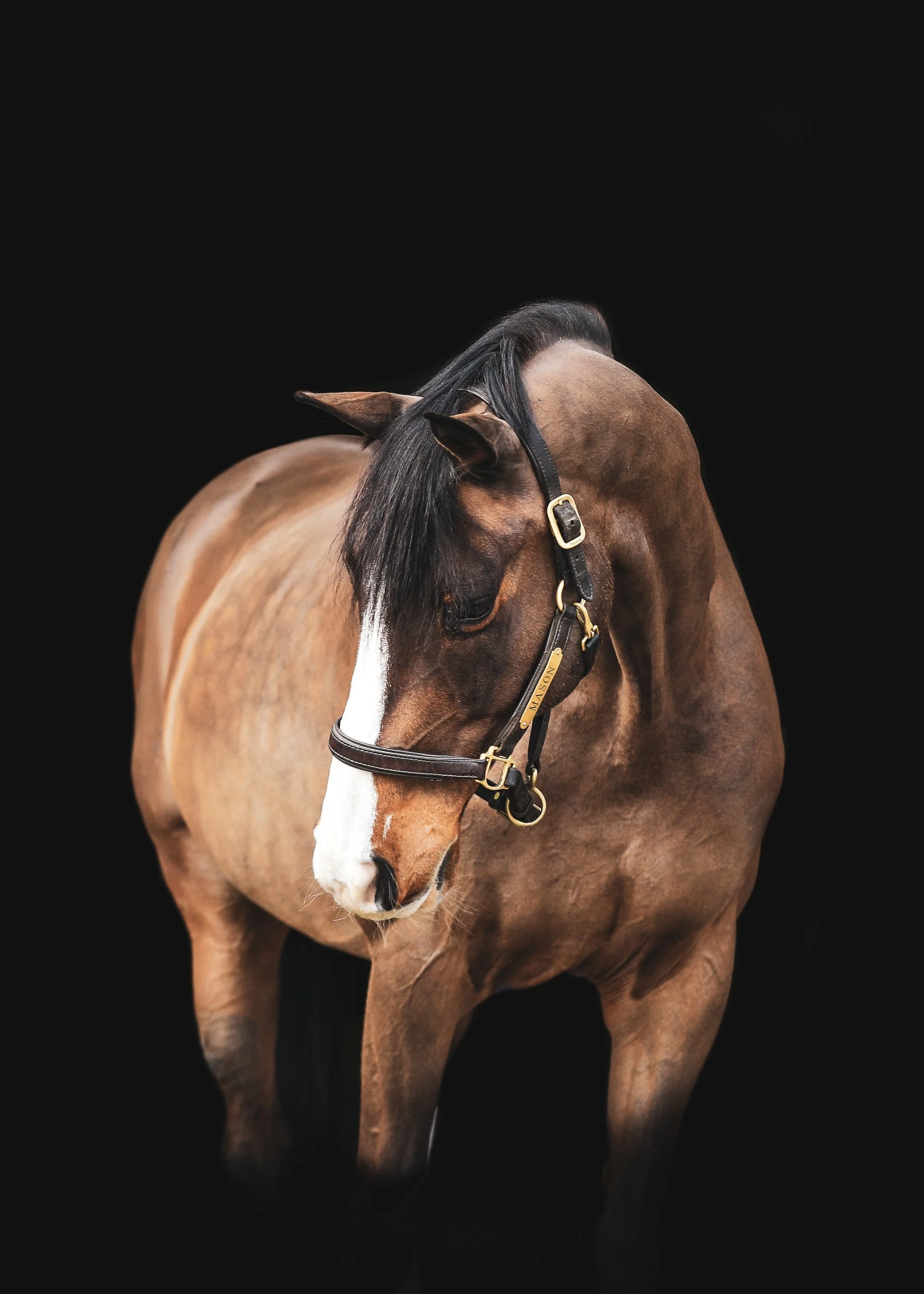 A brown horse with a white stripe on its face, wearing a black halter, standing against a black background.